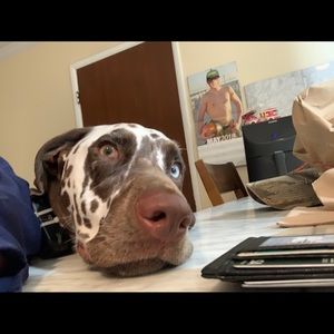 Meet your Posher, Archie